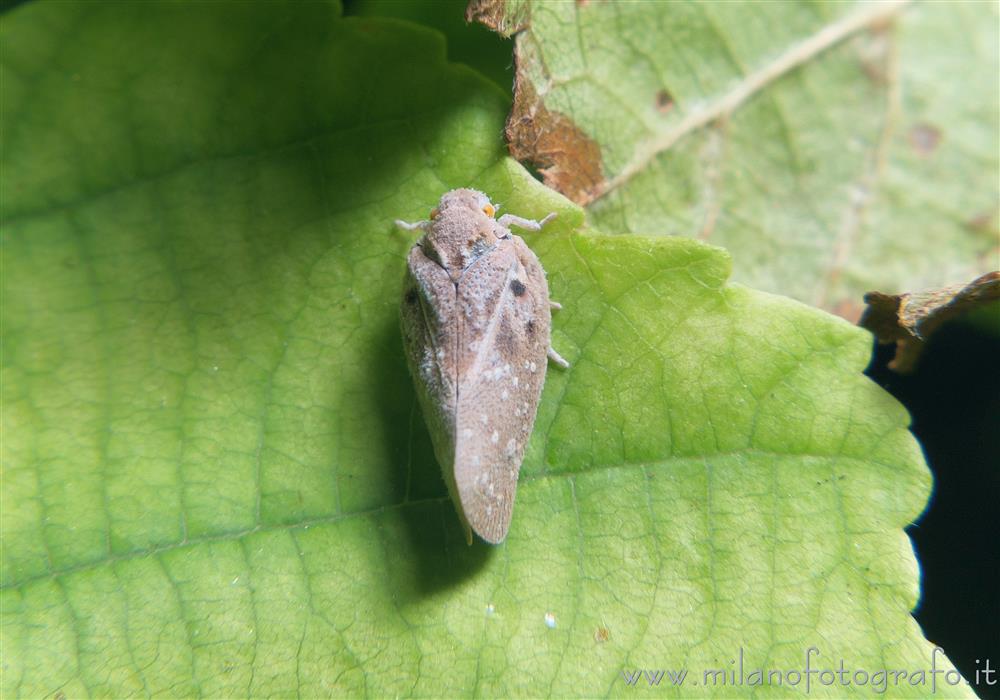 Cadrezzate (Varese) - Metcalfa pruinosa